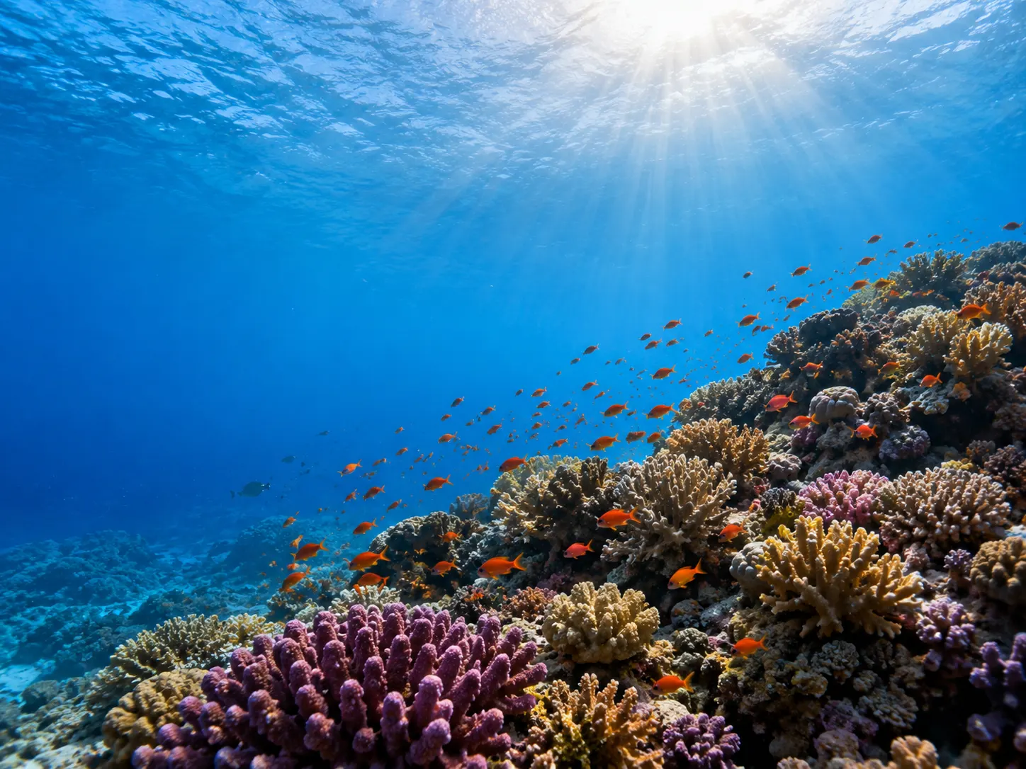Coraux de la mer Rouge en mer Rouge à Hurghada