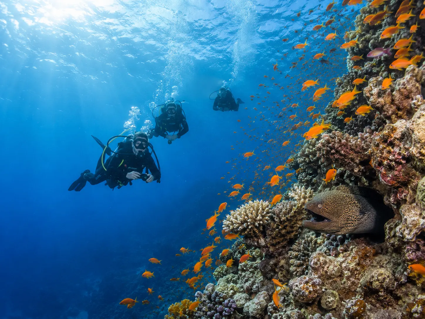 Récif corallien riche en poissons baigné de lumière à Hurghada