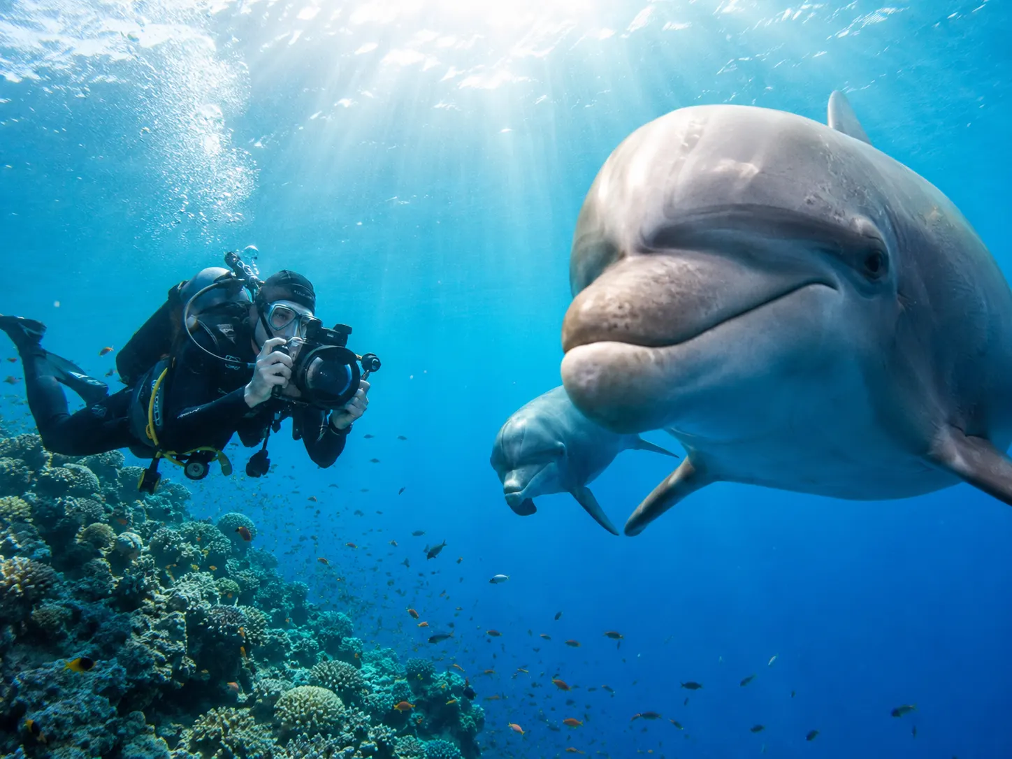 Dauphins en mer Rouge à Hurghada