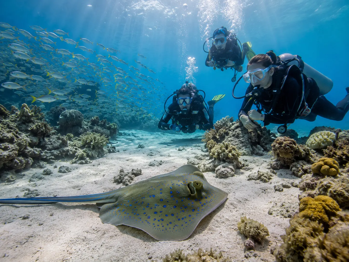 Raies pastenagues en mer Rouge à Hurghada