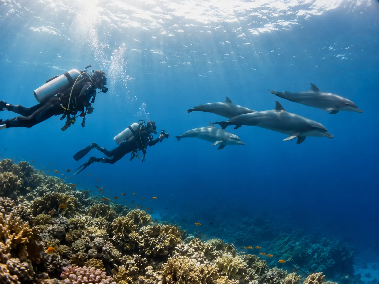 Plongeurs au milieu d'un banc de poissons dans la mer Rouge